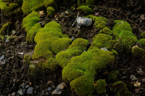 もこもことした苔