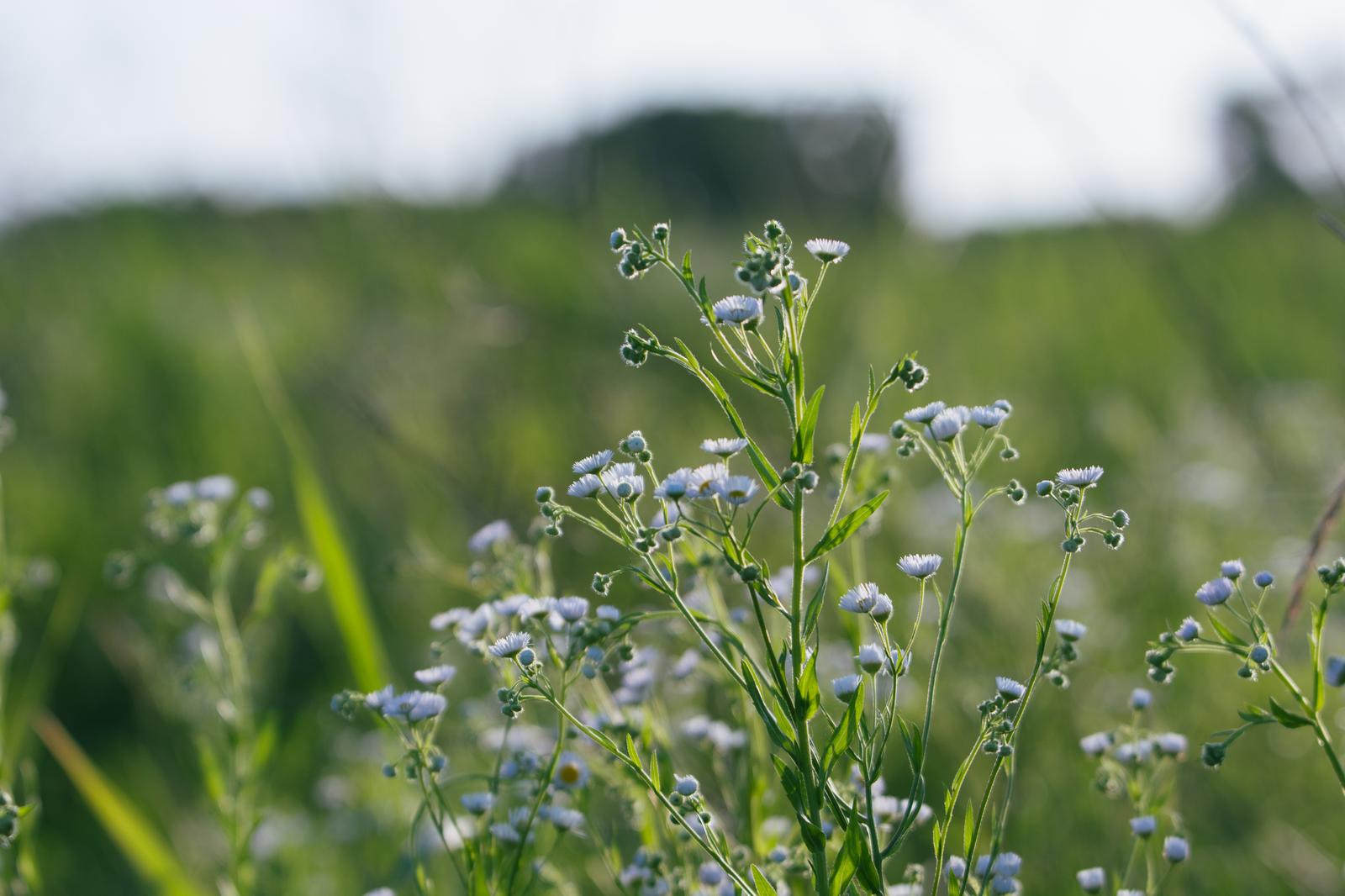 薄紫白色の小さな花をつけたハルジオンが群生する野原