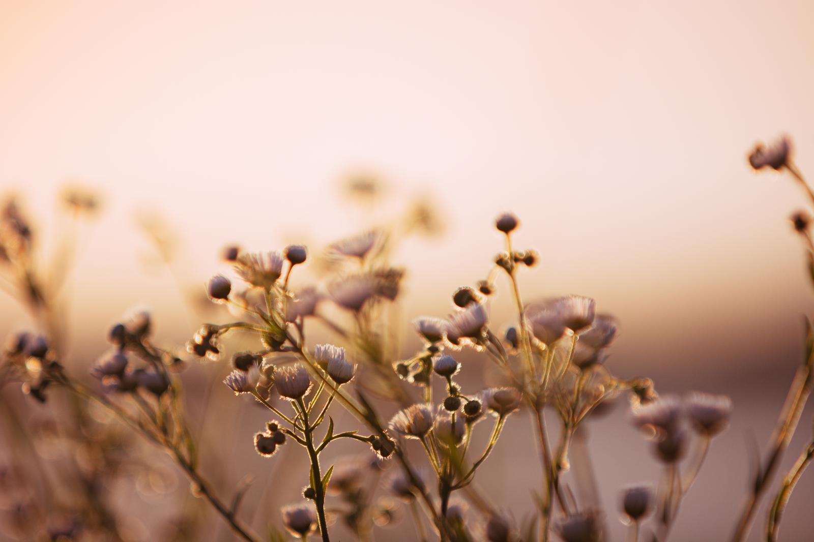 夕日に照らされたハルジオンが群生する野花の風景