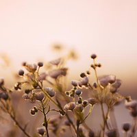 夕日に輝くハルジオンの写真