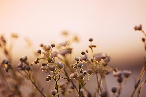 夕日に輝くハルジオン