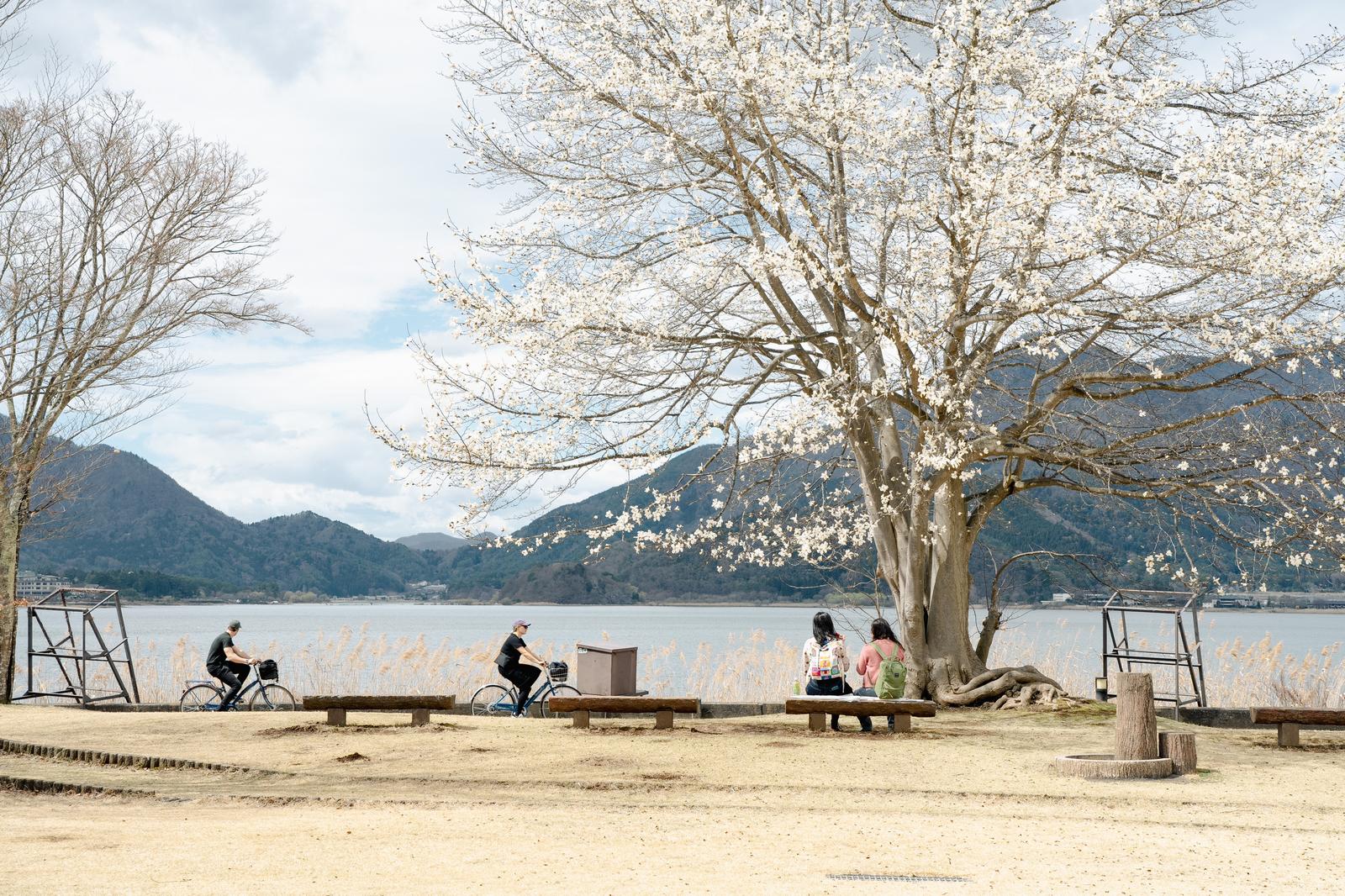 湖畔で桜の大木の下、ベンチに座ってサイクリング中に休憩する人々