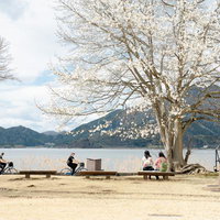 湖畔のベンチに腰かけてサイクリング中に花見休憩の写真