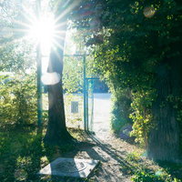 公園の木漏れ日スポットで輝く光芒と新緑の景色の写真