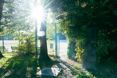 公園の木漏れ日スポットで輝く光芒と新緑の景色