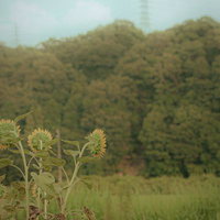 田舎の田園風景に背を向けて咲く向日葵の群生の写真