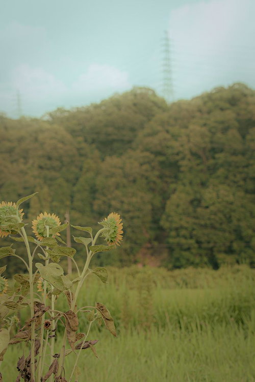 田舎の田園風景に背を向けて咲く向日葵の群生