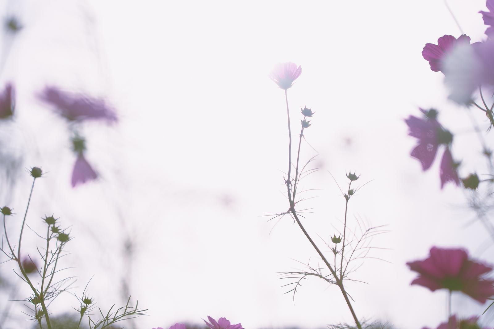 逆光で透けるコスモス畑、白とピンクの花が光に包まれている