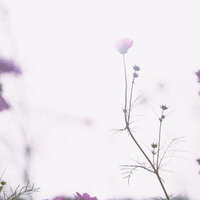 柔らかな逆光に包まれた秋桜の景色の写真