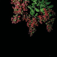 黒背景に浮かぶ赤いサルスベリの花房と緑葉の写真