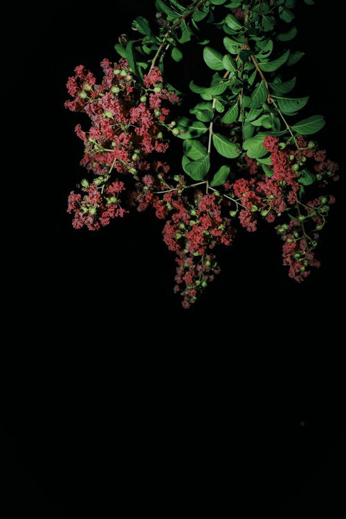 黒背景に浮かぶ赤いサルスベリの花房と緑葉