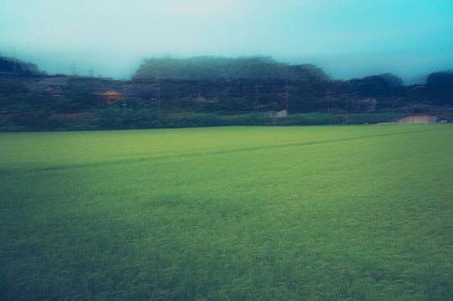 風に揺れる緑の稲田と霞む山並み