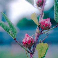 夕暮れに輝く赤いつぼみの写真