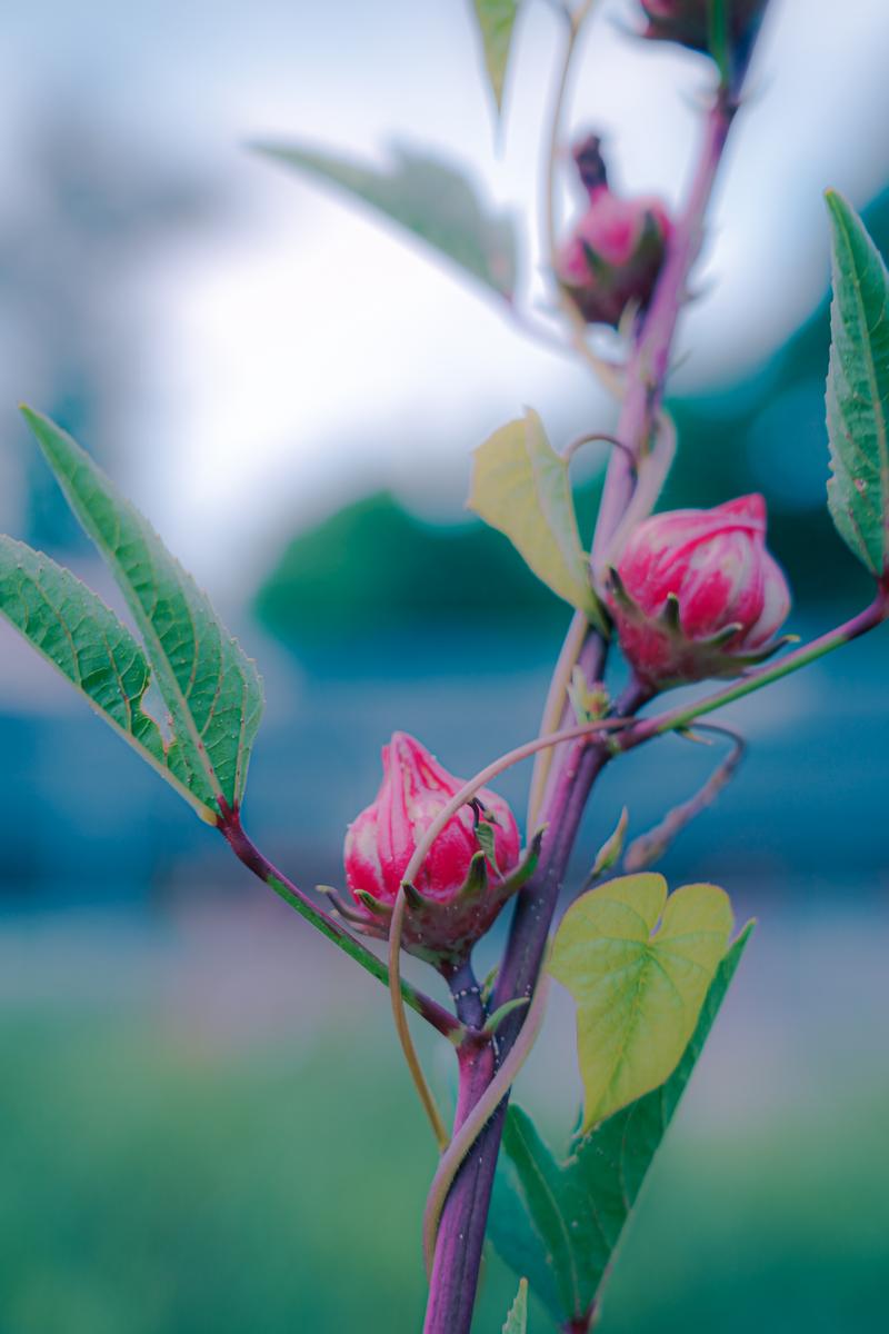 赤とピンクのつぼみと緑の葉がついた植物の新芽