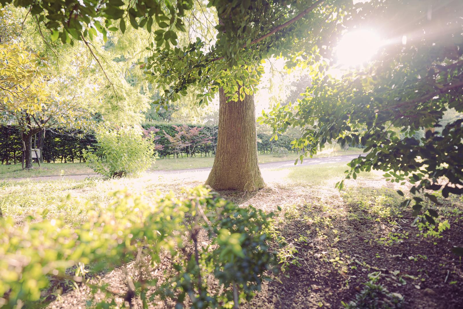 A walking path in a park, surrounded by the trunks and verdant foliage of large trees, with sunlight streaming through the leaves.