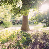 木漏れ日が差し込む公園の大木と散歩道の写真