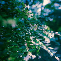 木漏れ日に照らされた森の小花とボケ効果の緑陰の写真