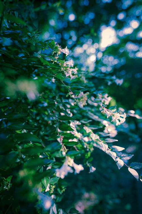 木漏れ日に照らされた森の小花とボケ効果の緑陰