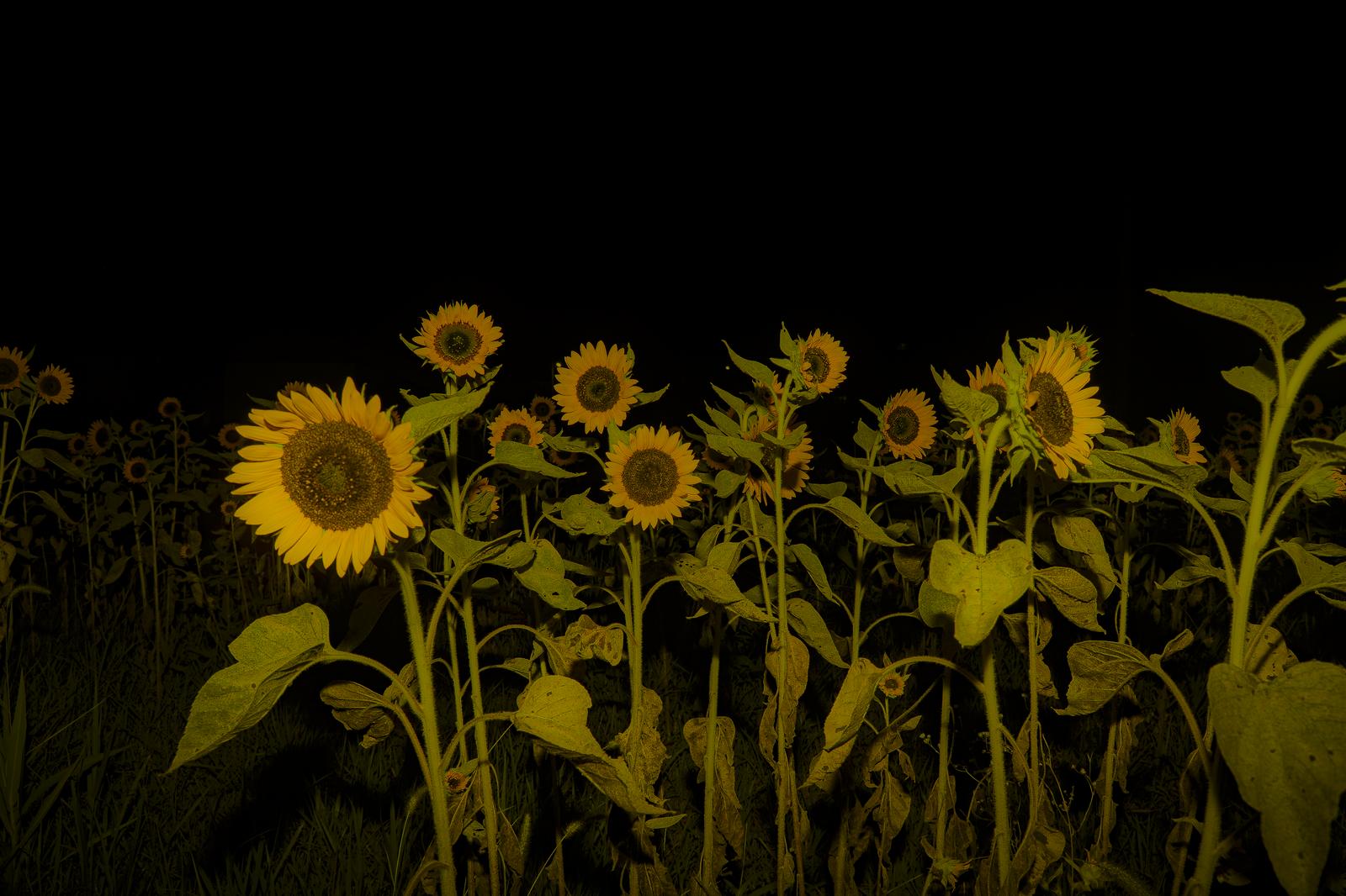 暗い背景に黄色いヒマワリが複数咲いている夜の花畑