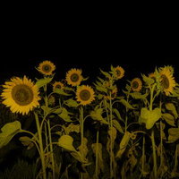 暗闇に浮かび上がる黄色いヒマワリ畑の夜間風景の写真