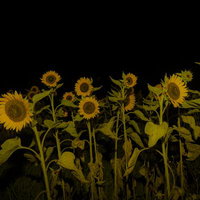 夜間照明で照らされた黄色いヒマワリ畑と黒背景の写真