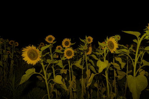 夜間照明で照らされた黄色いヒマワリ畑と黒背景