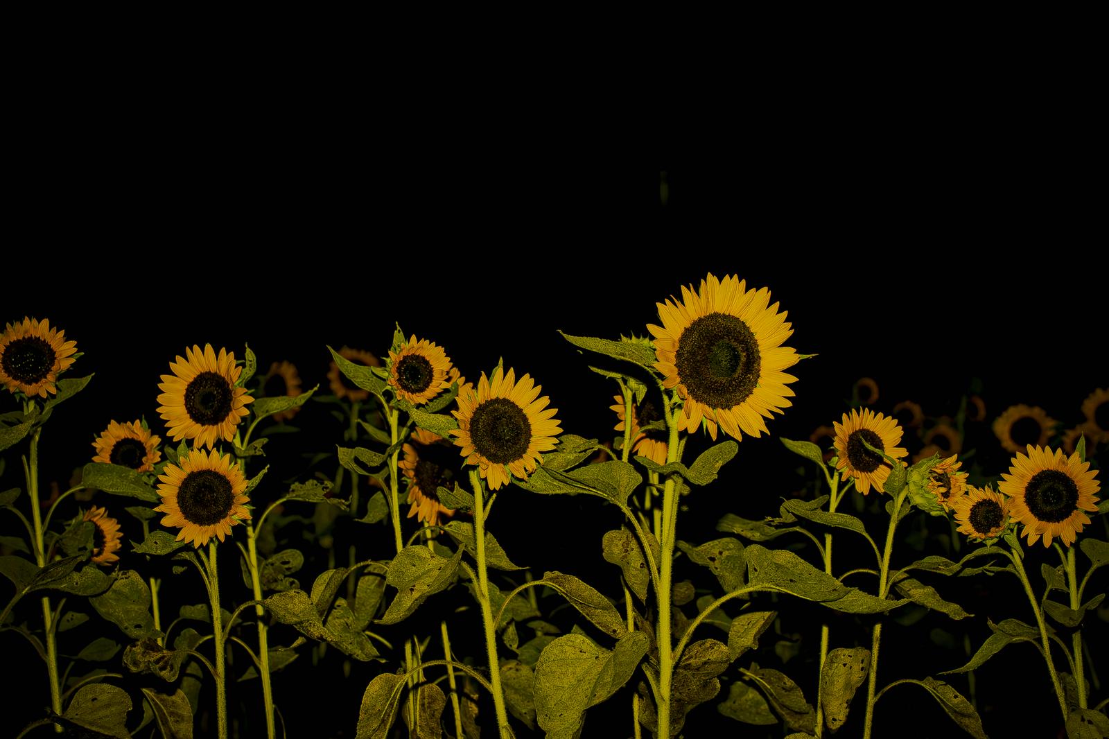 黒い背景に黄色いヒマワリが複数並んで咲いている夜の花畑