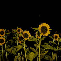 暗闇に浮かび上がる黄色いヒマワリ畑の夜景の写真
