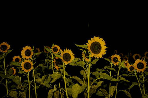 暗闇に浮かび上がる黄色いヒマワリ畑の夜景