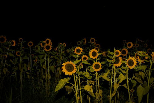 夜空を背景に浮かび上がるヒマワリの群れ