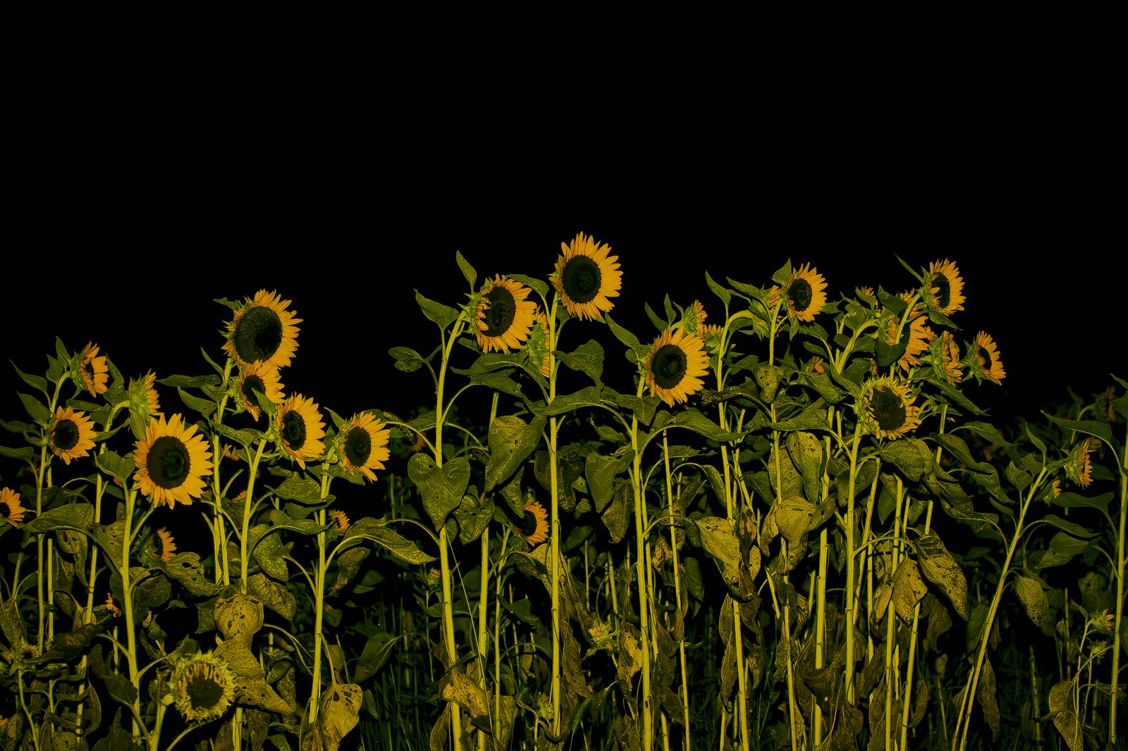 黒背景に黄色い向日葵が多数咲いている夜の花畑