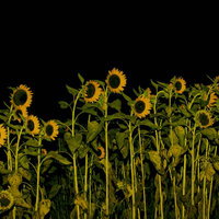 黒背景に浮かび上がる向日葵畑の夜景の写真