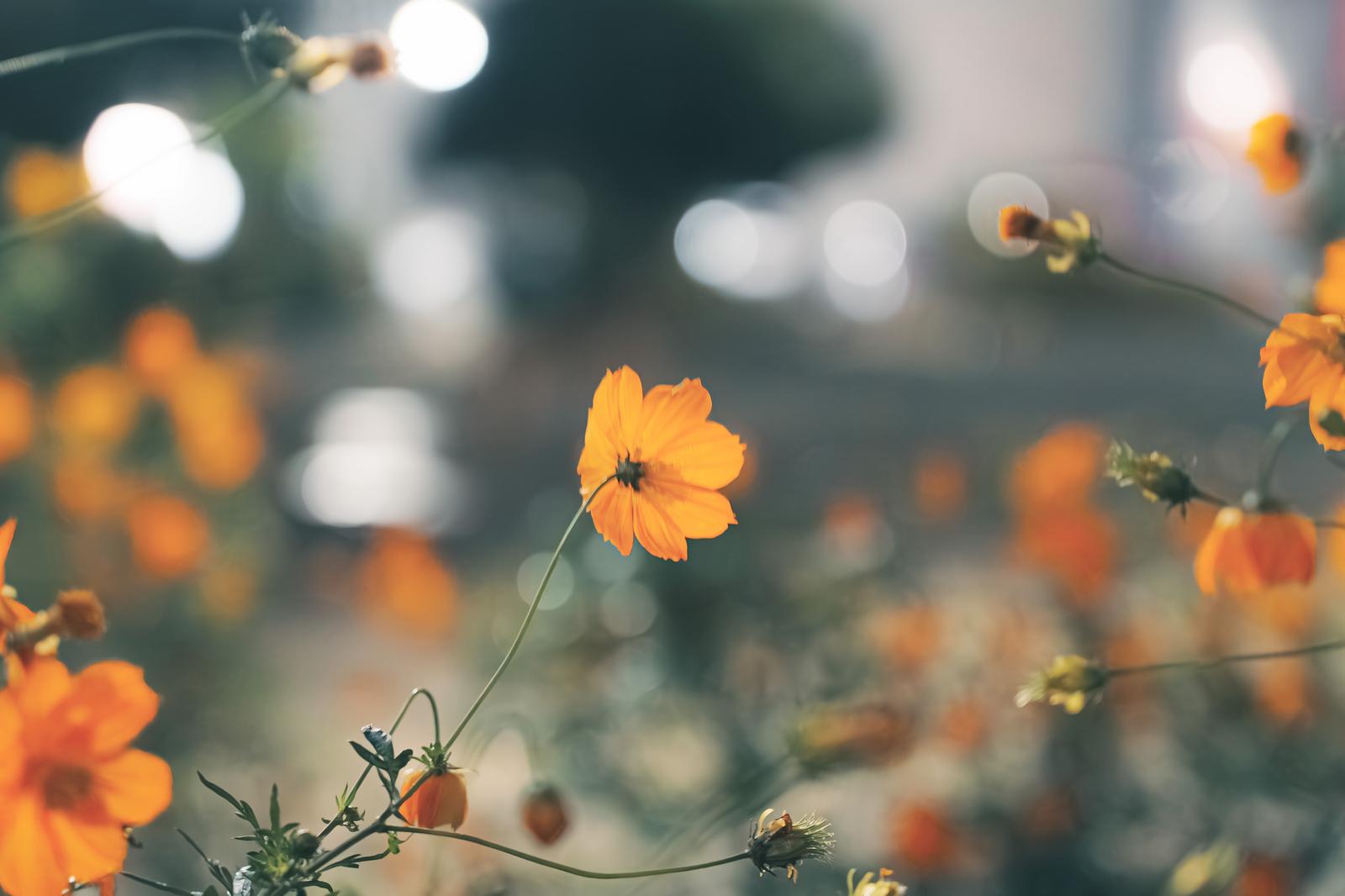 A single blooming orange cosmos flower