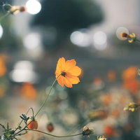 オレンジ色のコスモスが一輪咲く秋の花の写真
