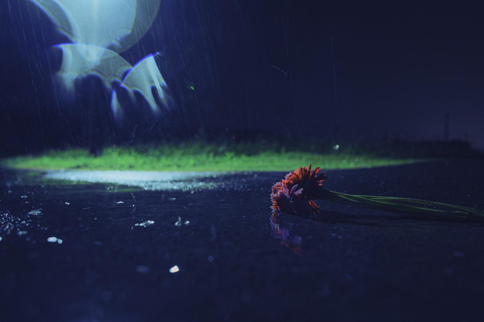 Red flowers fallen on the wet road at night with puddles and the reflection of street lights