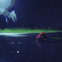 雨に濡れた夜の道路に落ちた赤い花と水たまりの写真