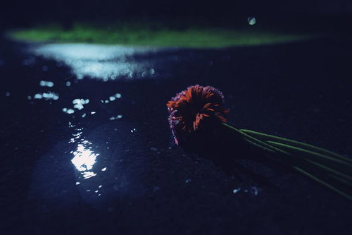 雨上がりのアスファルト路面に落ちた赤い花と街灯の反射