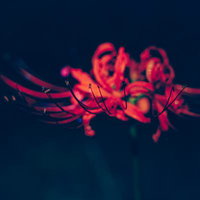 暗闇に咲く真紅の曼珠沙華・長い雄しべが印象的な彼岸花のクローズアップの写真