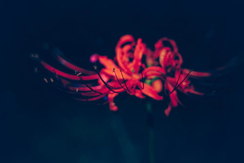 暗闇に咲く真紅の曼珠沙華・長い雄しべが印象的な彼岸花のクローズアップ