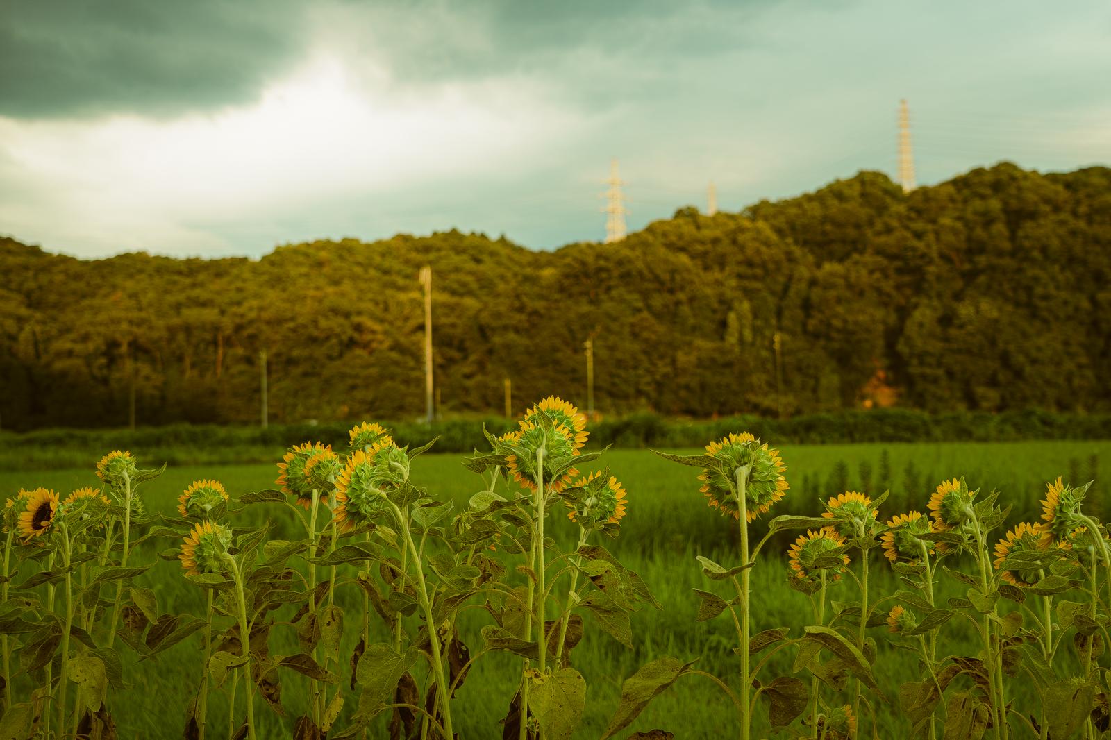 曇り空の下で群生するヒマワリ畑と背景の山並み