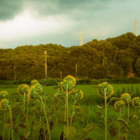 夏の曇り空とヒマワリ畑の群生風景の写真