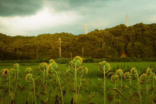 夏の曇り空とヒマワリ畑の群生風景の写真