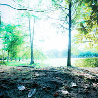 落ち葉が散らばる公園の地面と木漏れ日の林の写真