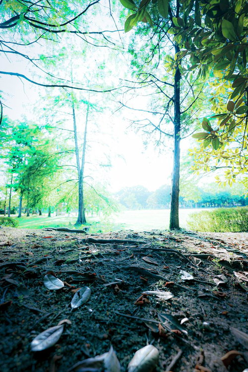 落ち葉が散らばる公園の地面と木漏れ日の林