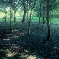 公園の林に広がる静けさと落ち葉のじゅうたんの写真
