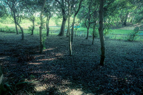 公園の林に広がる静けさと落ち葉のじゅうたん