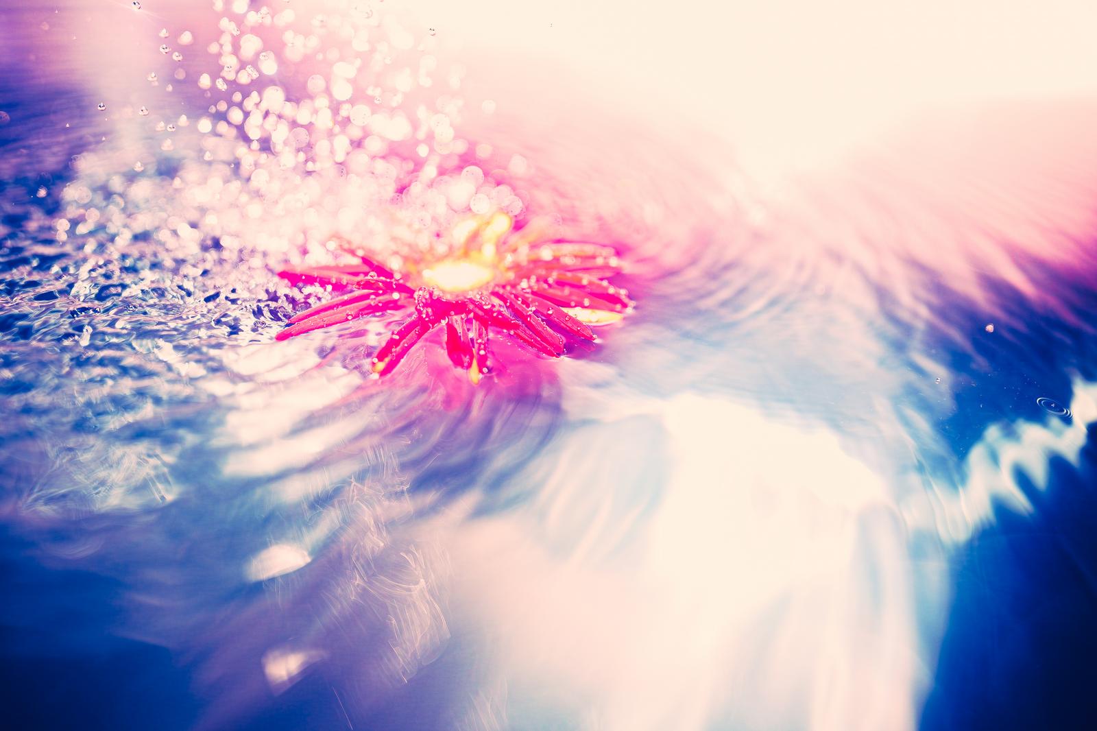 逆光の中で水面に浮かぶピンクの花と波紋が光る様子