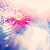 水面に浮かぶピンクの花と広がる波紋の写真