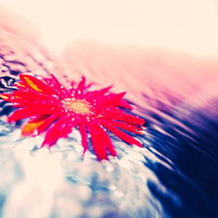 水面に浮かぶ鮮やかな赤いガーベラと広がる波紋の写真