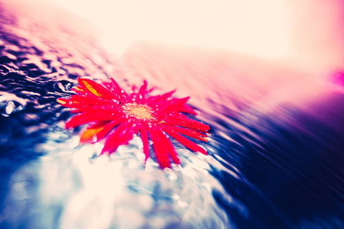 水面に浮かぶ鮮やかな赤いガーベラと広がる波紋